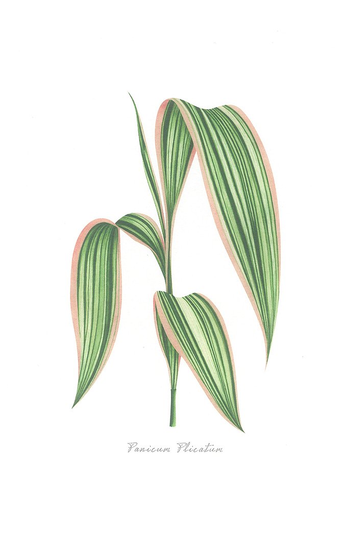 5e7bdabf47f2f_ILUSTRACION PANICUM PLICATUM.jpg